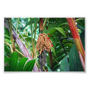 Foto Fruta de la palma en Hawái