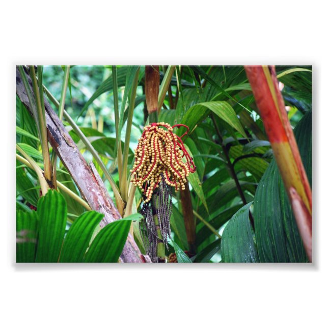 Foto Fruta de la palma en Hawái (Frente)