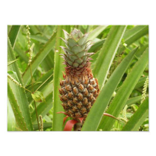 Foto Fruta tropical de la piña silvestre en la naturale