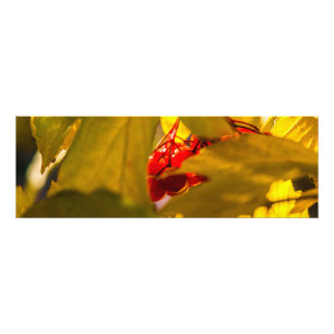 Foto Frutos de otoño - Esquashberry