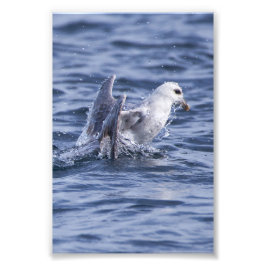 Foto Fulmar subiendo a la superficie