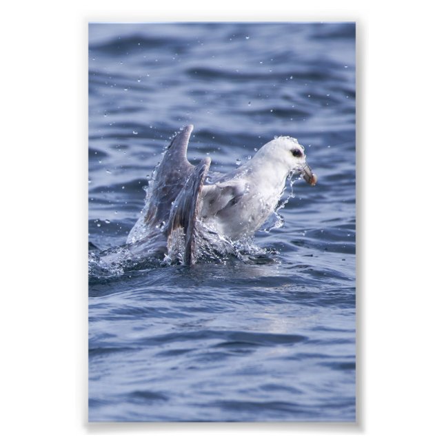 Foto Fulmar subiendo a la superficie (Frente)