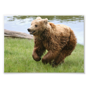 Foto Funcionamiento del oso de Brown