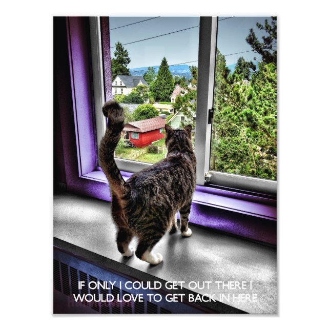 Foto Funny Cat Poster (Frente)