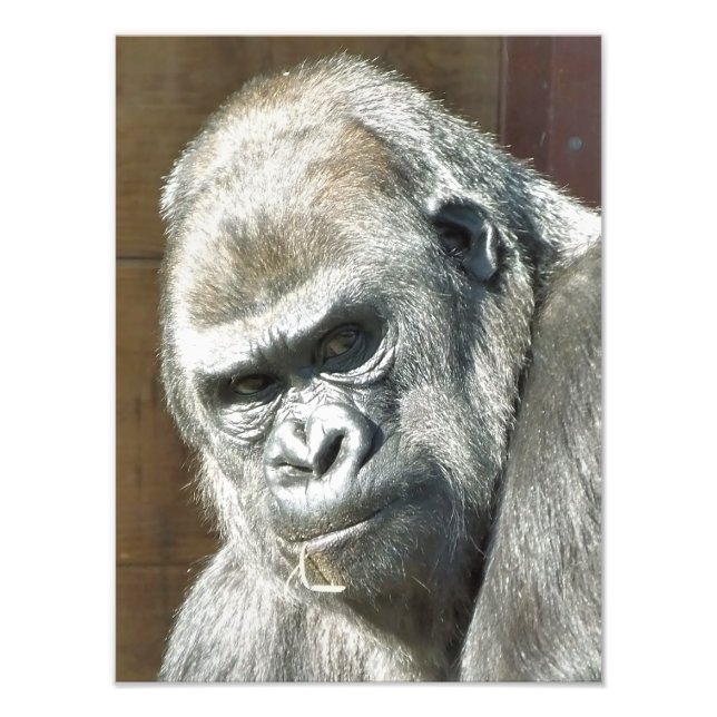 FOTO FUNNY GORILLA (Frente)