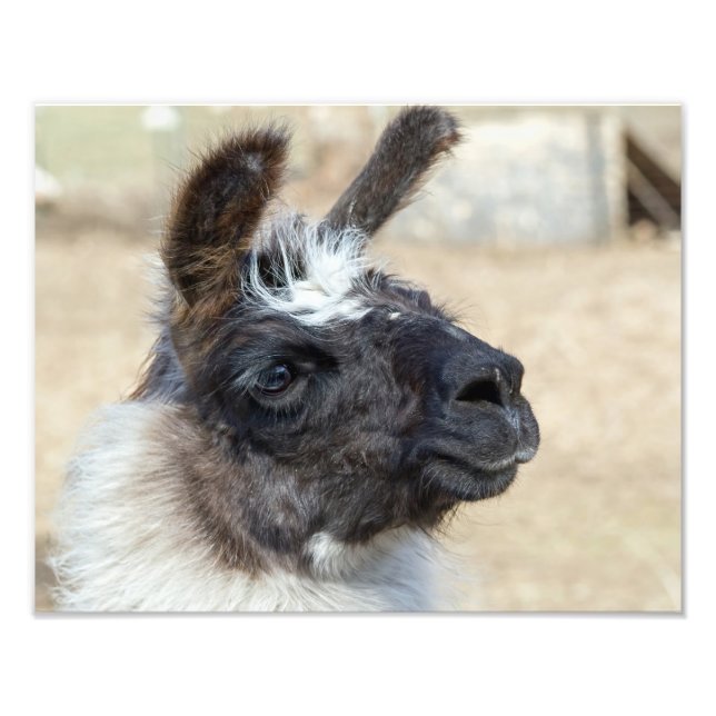 Foto Fur Face (Frente)