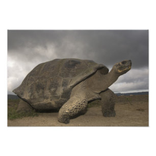 Foto Galápagos Gigante Tortoise Geochelone