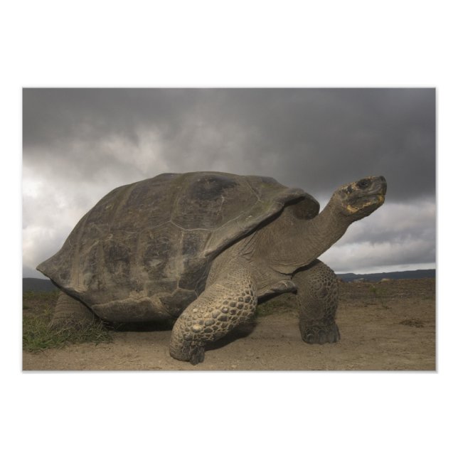 Foto Galápagos Gigante Tortoise Geochelone (Frente)