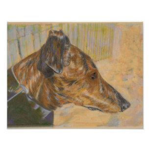 Foto Galgo en la playa