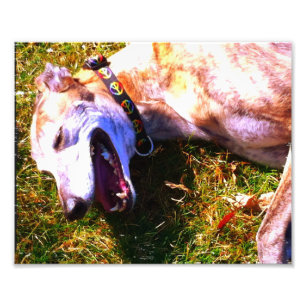 Foto Galgo sonriente que pone en el sol