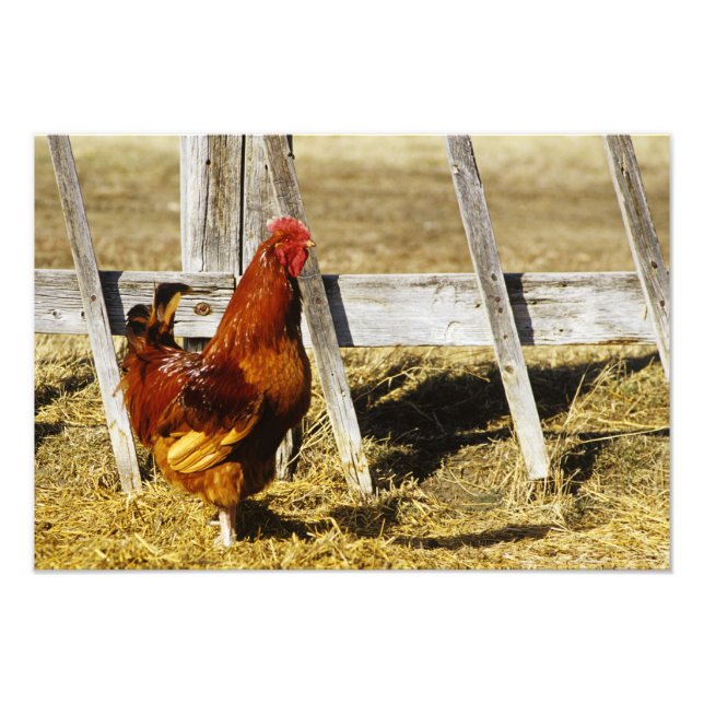 Foto Gallo rojo de Rhode Island (Frente)