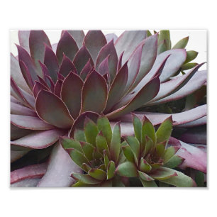 Foto Gallos y Pollitos