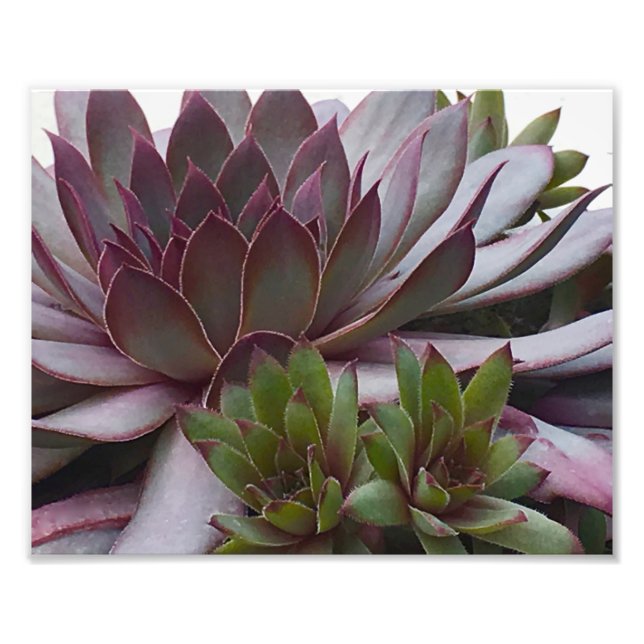 Foto Gallos y Pollitos (Frente)