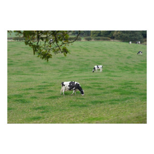 Foto Ganado lechero en el campo inglés