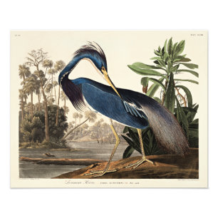 Foto Garceta de Louisiana de Birds of America
