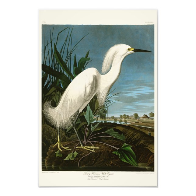 Foto Garceta Nivosa Garza Blanca Audubon Birds of Ameri (Frente)
