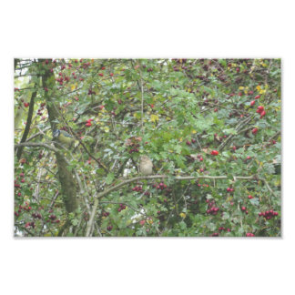 Foto Garden Warbler and Blue Tit