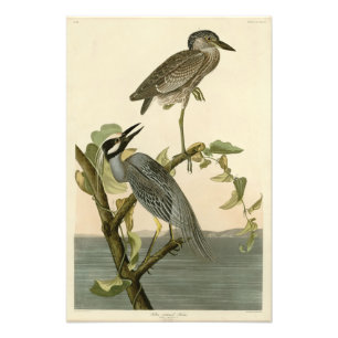 Foto Garza amarilla de las aves auduónicas de América