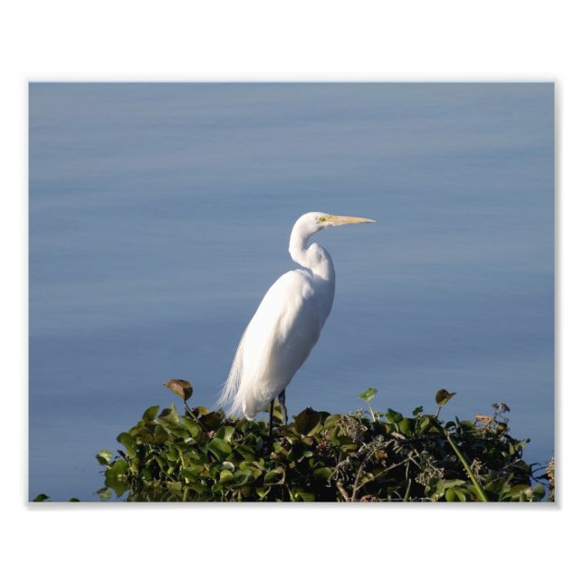 Foto Garza blanca en los Lilypads (Frente)