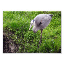 Garza Intencional