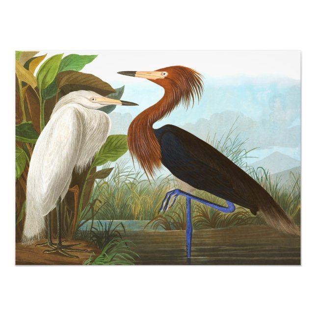 Foto Garza morada de John James Audubon (Frente)