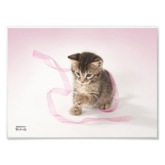 Foto Gatito con cinta