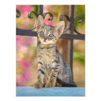 Gatito de tabby joven con ojos azules en un jardín