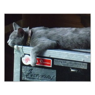 Foto Gatito en un Funda de carreteras