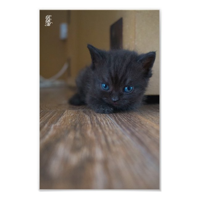 Foto Gatito negro (Frente)