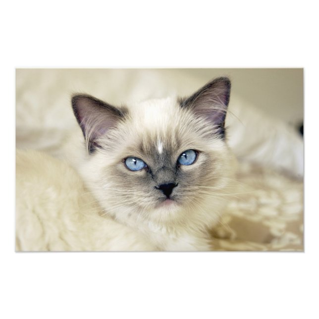 Foto gatito ragdoll (Frente)