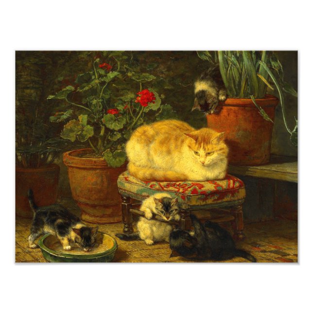 Foto Gatitos en juego (Frente)