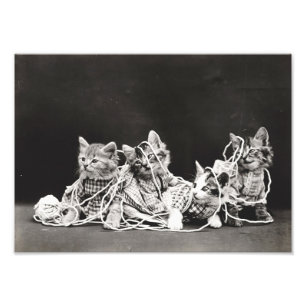 Foto Gatitos enredados en Yarn