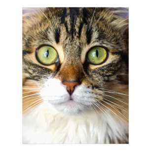 Foto Gato