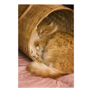 Foto Gato atigrado naranja durmiendo en cesto