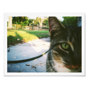 Foto Gato Atigrado Sin Nombre "Skater"