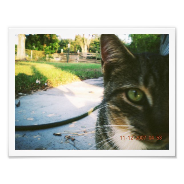 Foto Gato Atigrado Sin Nombre "Skater" (Frente)