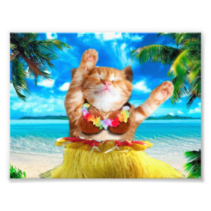 Foto Gato bailarín hawaiano