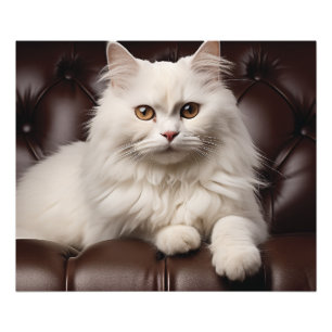 Foto Gato blanco majestuoso