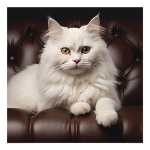 Foto Gato blanco majestuoso