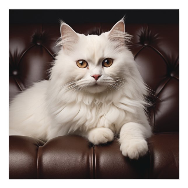 Foto Gato blanco majestuoso (Frente)