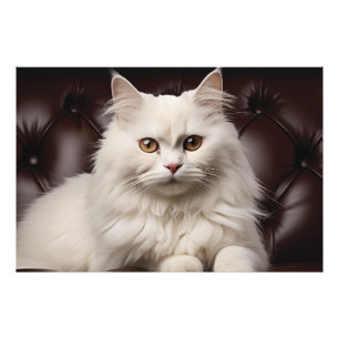 Foto Gato blanco majestuoso