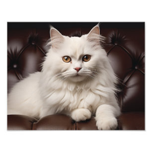 Foto Gato blanco majestuoso