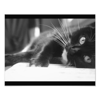 Foto Gato Blanco y Negro