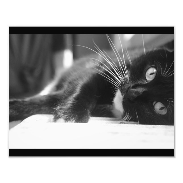 Foto Gato Blanco y Negro (Frente)