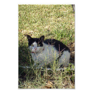 Foto Gato Blanco Y Negro En El Jardín,