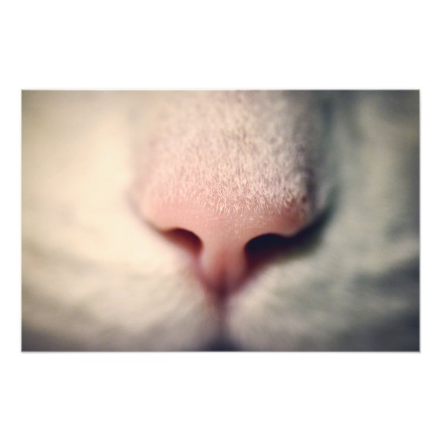 Foto Gato blanco y sedoso (Frente)