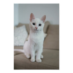 Foto Gato blanco   Zazzle_Growshop.