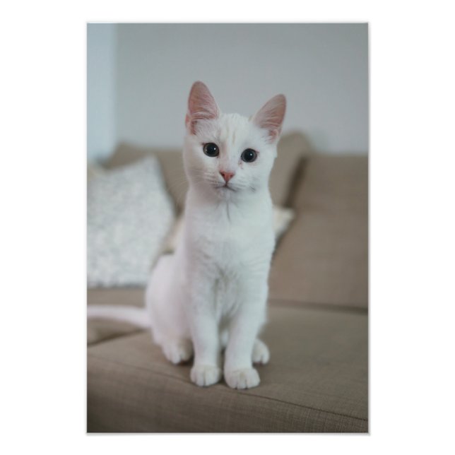 Foto Gato blanco | Zazzle_Growshop. (Frente)