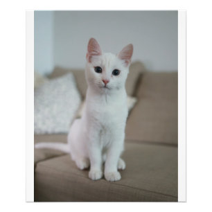 Foto Gato blanco   Zazzle_Growshop.