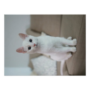 Foto Gato blanco   Zazzle_Growshop.